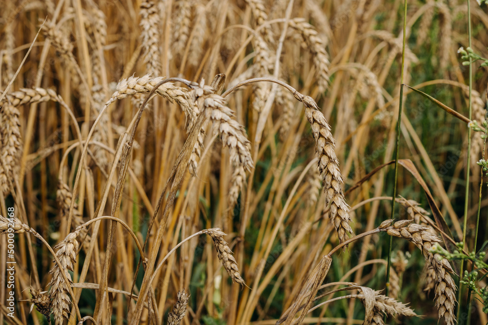 Fototapeta premium Ripe golden ear of wheat. Golden wheat field 
