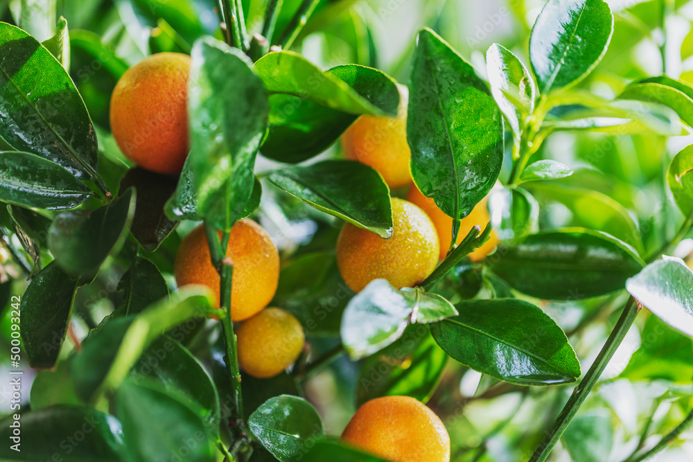 A lot of ripe tangerines on a fruit tree branch close-up. Photo of fruit bushes. A lot of ripe tangerines on a fruit tree branch close-up. Photo of fruit bushes.