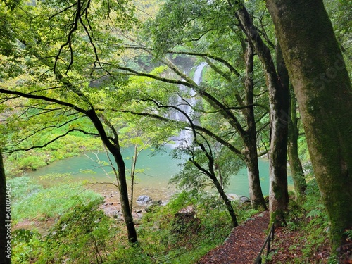 forest in the morning