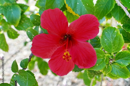 Tableau sur toile Hibiscus flower in Fiji