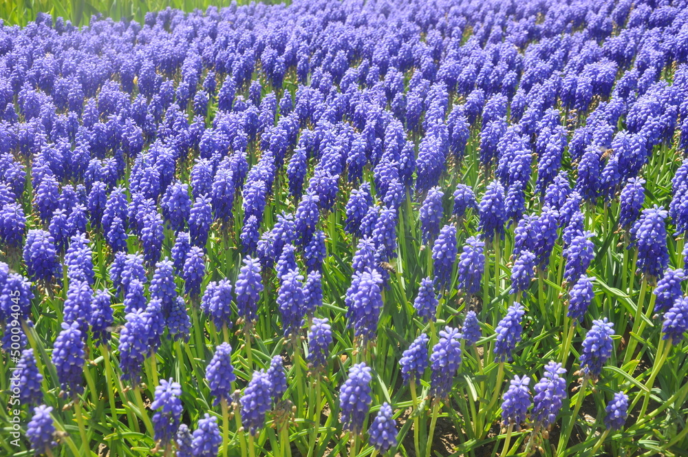 Naklejka premium field of lavender