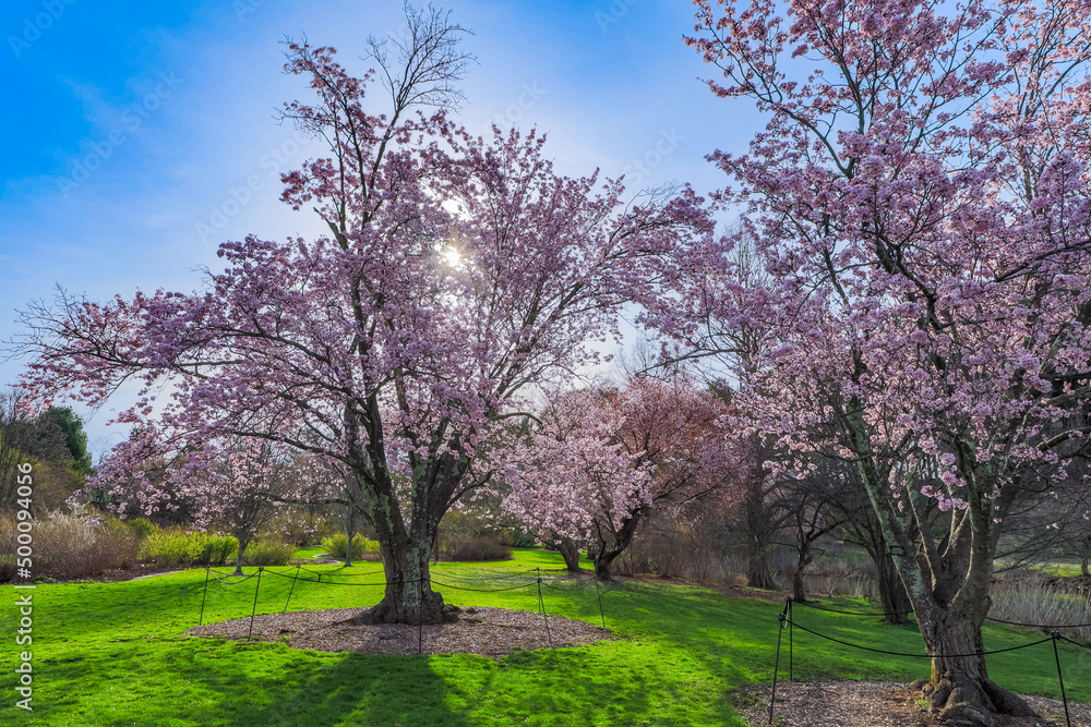 Massachusetts-Boston-Arnold Arboretum