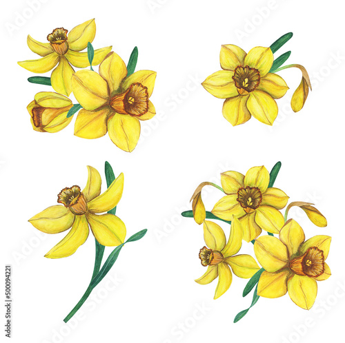 Daffodils, yellow flowers watercolor. Set of floral elements.. photo