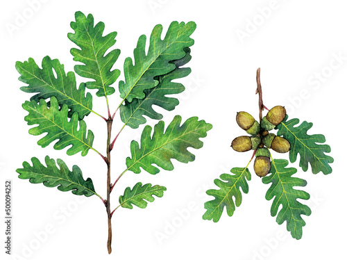 Watercolor sessile oak, Cornish oak or Irish Oak branches. Quercus petraea isolated on white background. Hand drawn painting plant illustration.