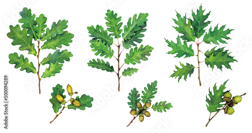Watercolor oak branches with acorns. Сommon oak, northern red oak, sessile oak isolated on white background. Hand drawn painting plant illustration.