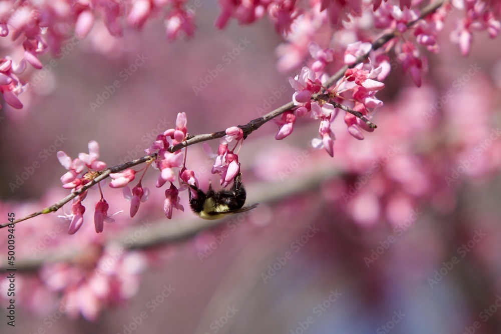 honey bee pollinating flower