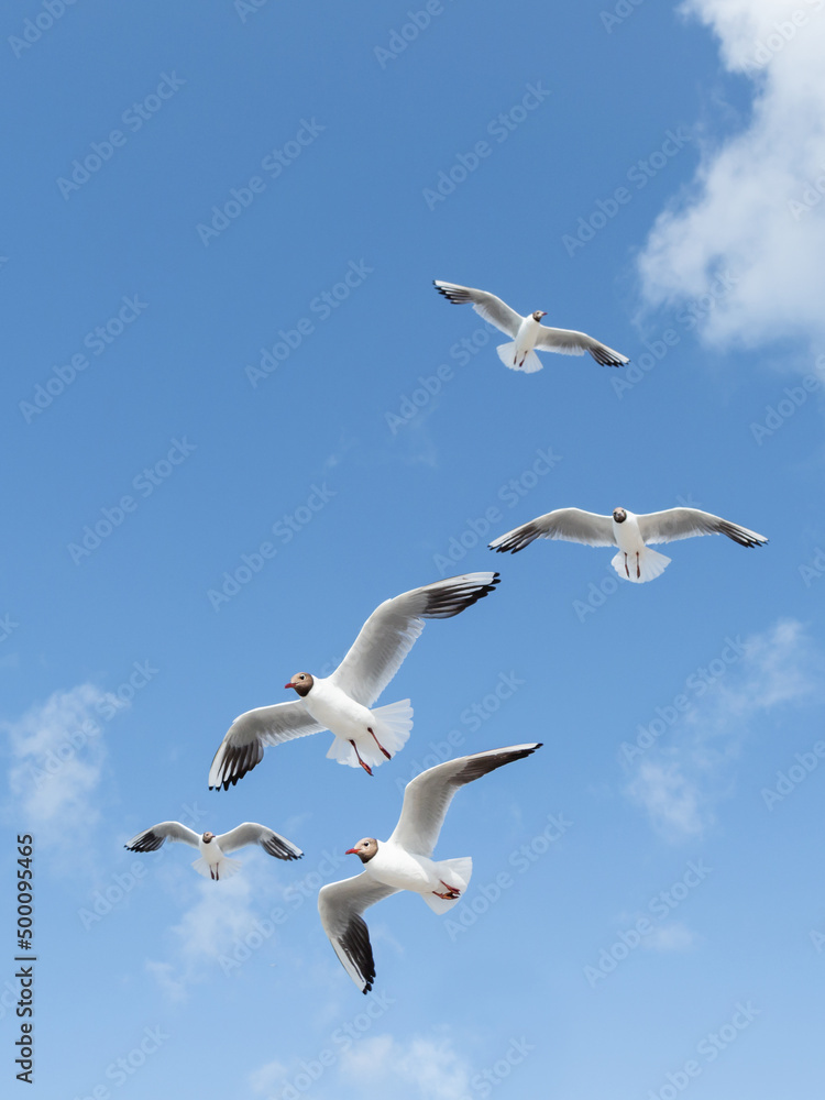 Flying seagulls on clear blue sky background. Flock of sea birds in flight. Symbol of freedom. Flying seagulls on clear blue sky background. Flock of sea birds in flight. Symbol of freedom.