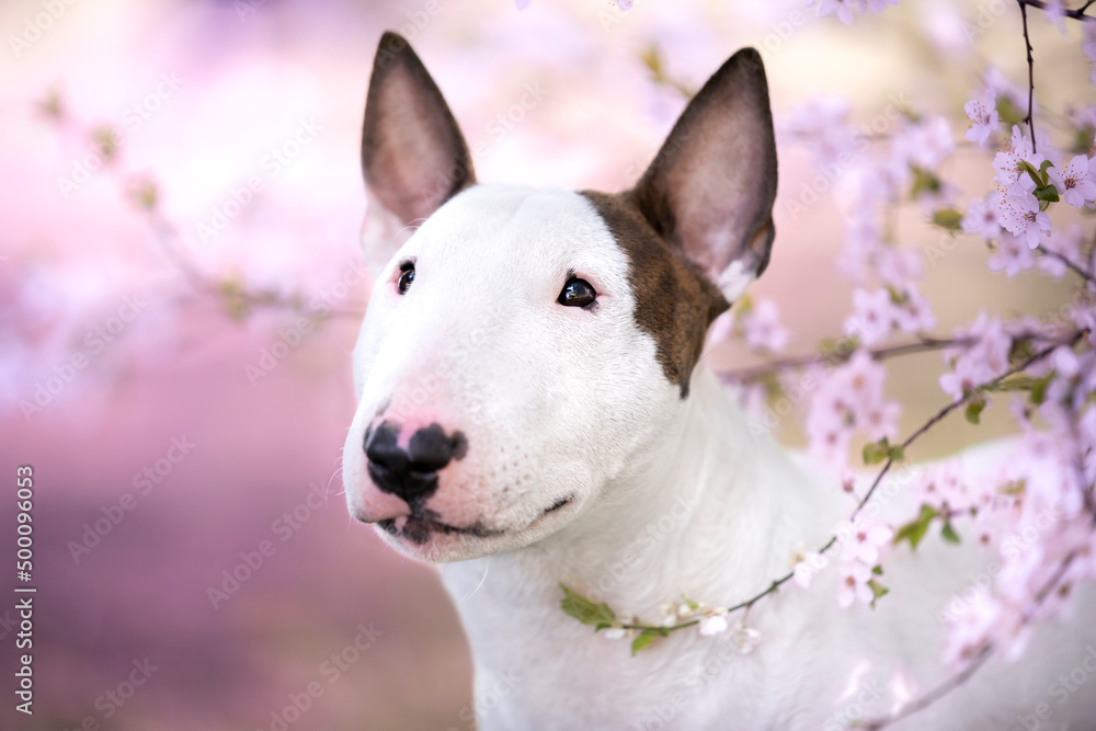 Portret psa rasy bullterier w różowych kwiatach 