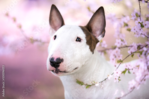 Portret psa rasy bullterier w różowych kwiatach  photo