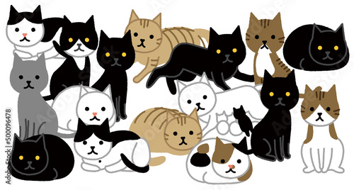 多頭飼育崩壊 密集した猫