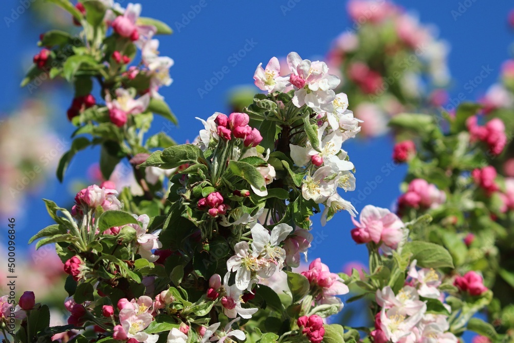 Blüten vom Apfelbaum im Frühling