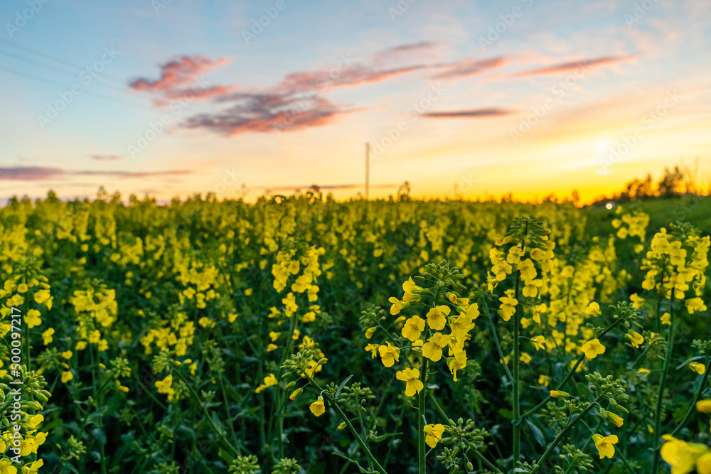 Obraz premium Yellow Rape Field on Sunset in Evening