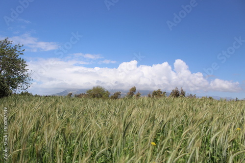 Green field full of wheat and cloudy blue sky.