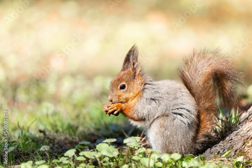 Red squirrel sits in the grass.