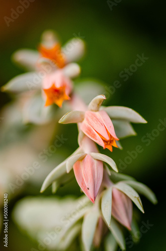 close up of a succulent plant flower