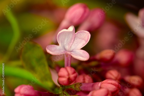 Common Lilac Floret 03 © C Vincent Ferguson