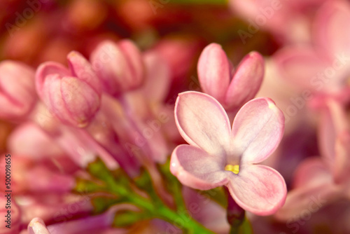 Common Lilac Floret 05