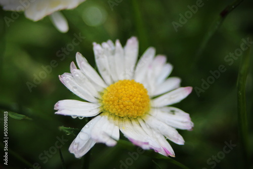 Yellow and white daisies bloom after the rain and the pollen grains are covered with water droplets.