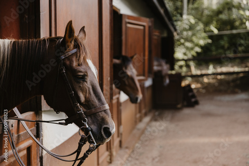 Horses saddled up to ride with bridle on