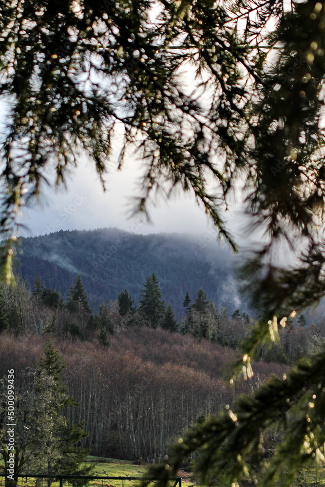 The pine leaves in the foreground are the mountains of pine trees and the mist on the peaks in the evening.