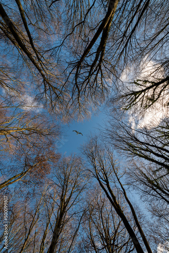 looking up to tree canopy with a bird flying past