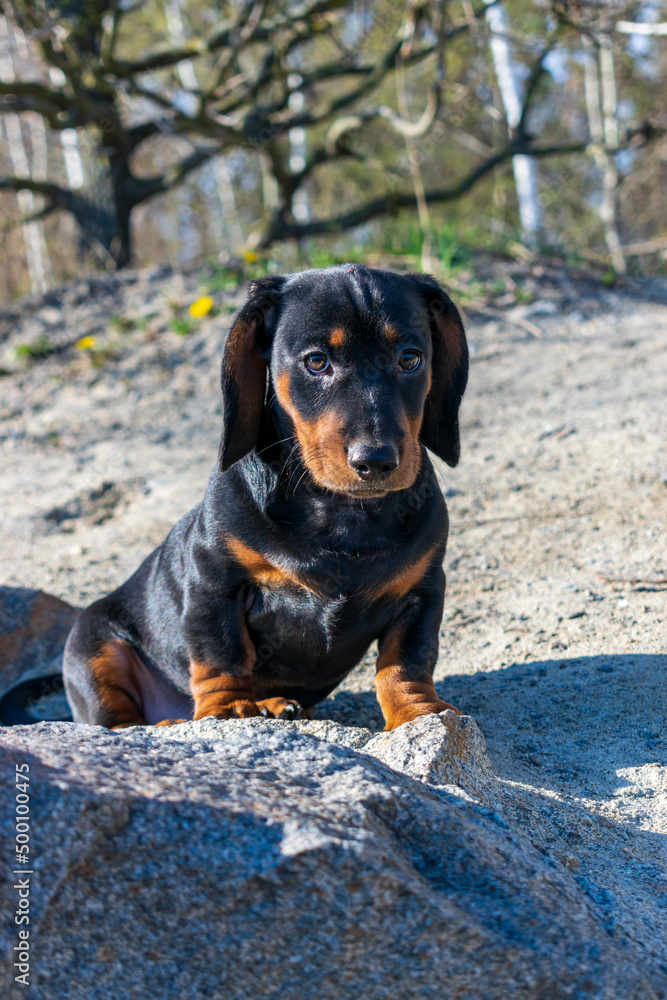 Young dachshund resting and chilling. Young dachshund resting and chilling.