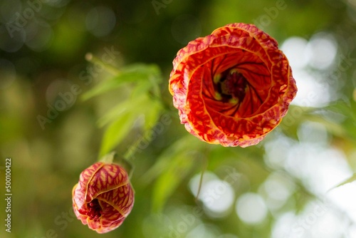 Abutilon pictum , syn. Abutilon striatum (disputado), é uma espécie de planta com flor na família Malvaceae. É nativa do sul do Brasil, Argentina, Paraguai e Uruguai.  photo