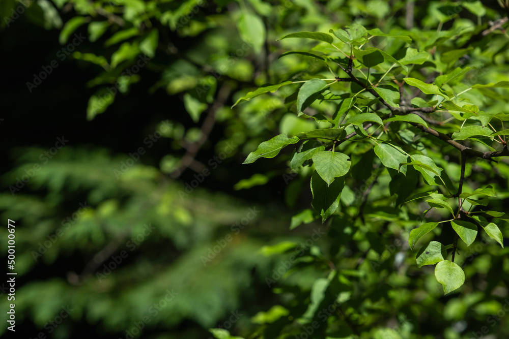 European wild pear (Pyrus pyraster) green leaves European wild pear (Pyrus pyraster) green leaves