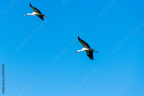 a stork flies through the air on a summer day with blue sky without clouds