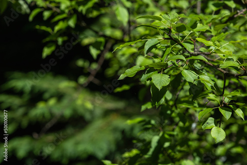 European wild pear (Pyrus pyraster) green leaves