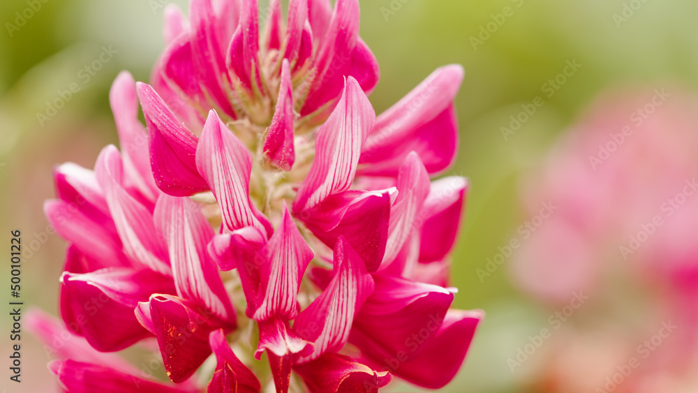 Red flower petal. Close up of spring season