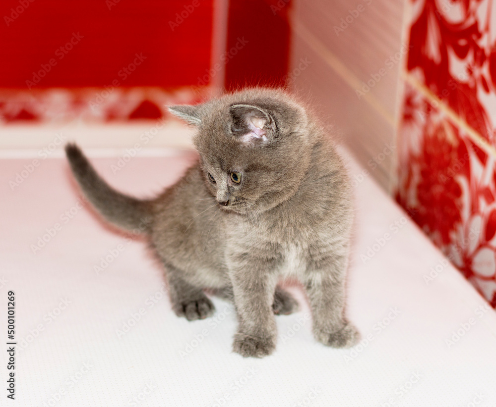 Scottish straight blue baby kitten