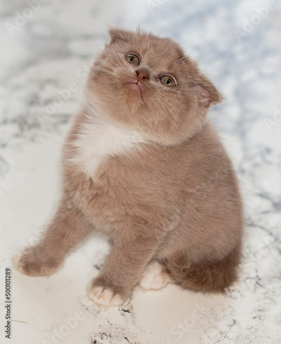 Obraz na płótnie Scottish kitten sitting on a marble background w salonie