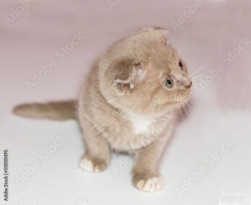  beautiful little Scottish kitten lavender lilac