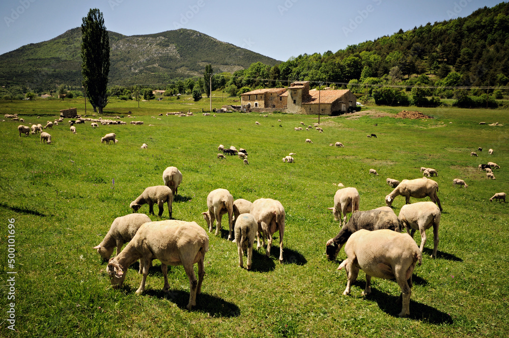 Moutons et ferme Provençale près de la Palud-sur-Verdon, France