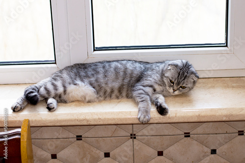 Scottish cat is resting lying on the windowsill