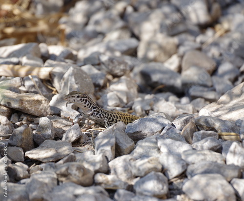 close up of lizard among rocks