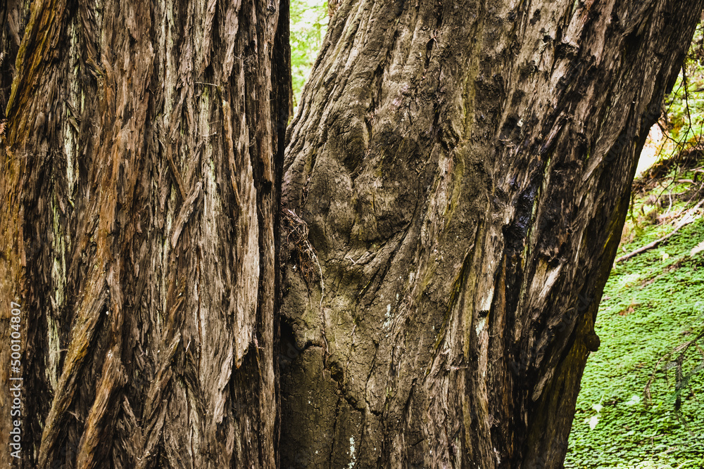 Fototapeta premium California Red Wood forest Muir Woods National Park