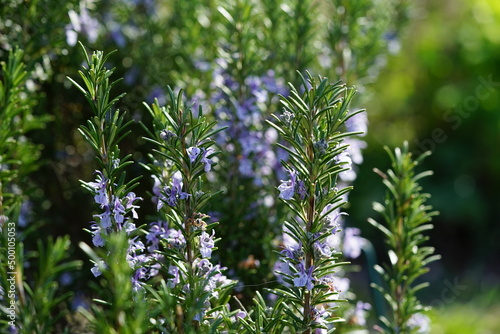 lavendel