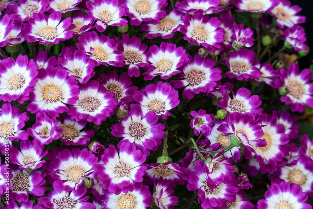 Spring flowers blooming. Pink spring seasonal flowers in florist store. Selective focus Spring flowers blooming. Pink spring seasonal flowers in florist store. Selective focus