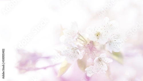 Blur natural background with a branch of blossoming apricots selective focus and open aperture there is a place for text