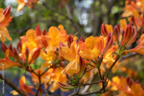 Orange colour Japanese azalea flowers outside the walled garden at Eastcote House Gardens, with wild and other flowers in the background. Eastcote, London, UK. 