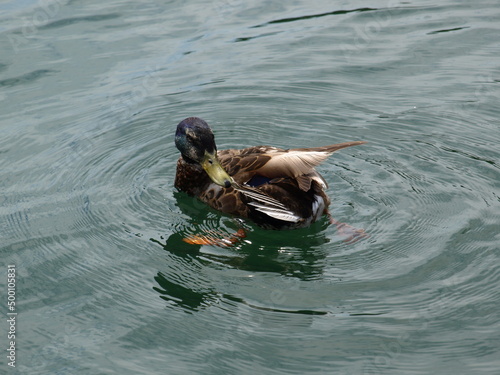 Ducks in the Lake