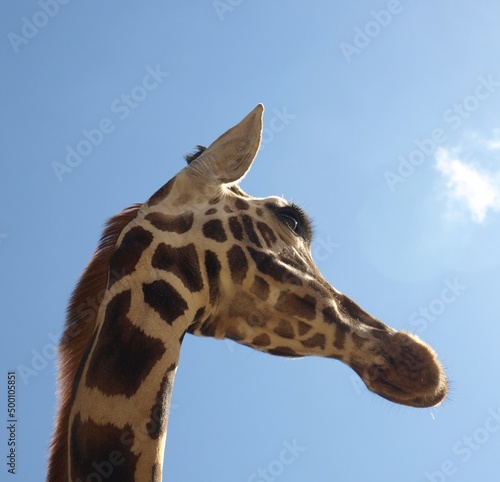 Photography Giraffe Portrait