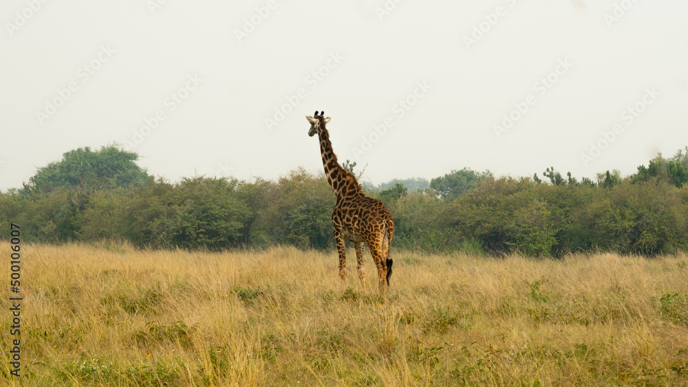 Fototapeta premium rear of young giraffe walking alone in masai mara