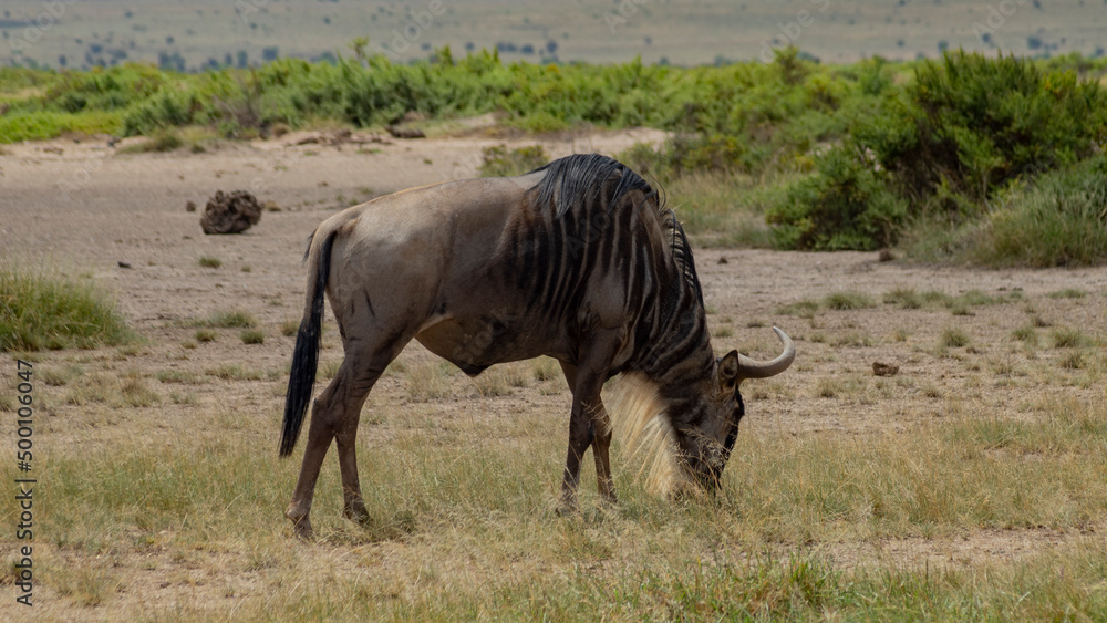 Fototapeta premium Wildebeest eating alone in the African savannah