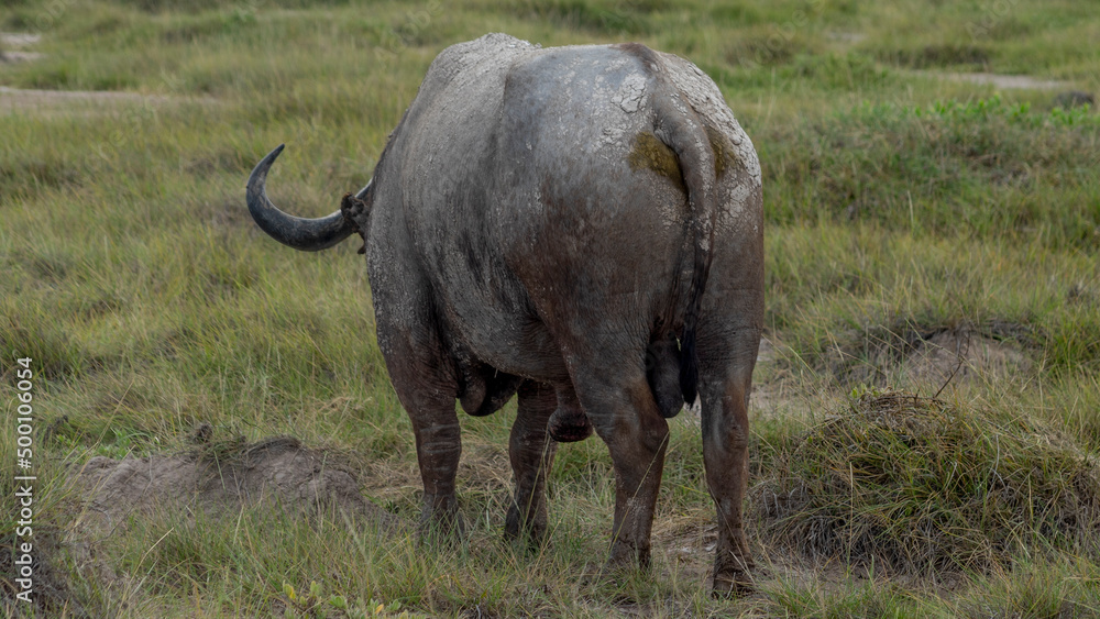 back buffalo grazing in the african savannah