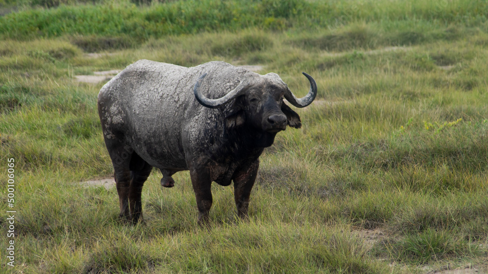 Wildebeest eating alone in the African savannah Wildebeest eating alone in the African savannah