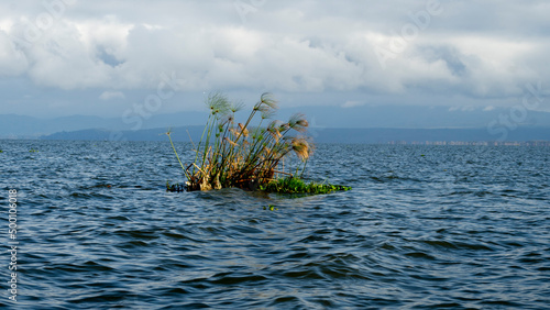 bunch of herbs in the middle of lake naivasha