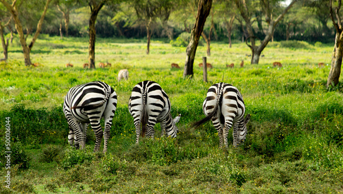three asses of zebras in the grass at lake naivasha